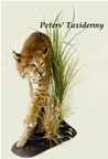 bobcat half lifesize table  mounted by Peters' Taxidermy